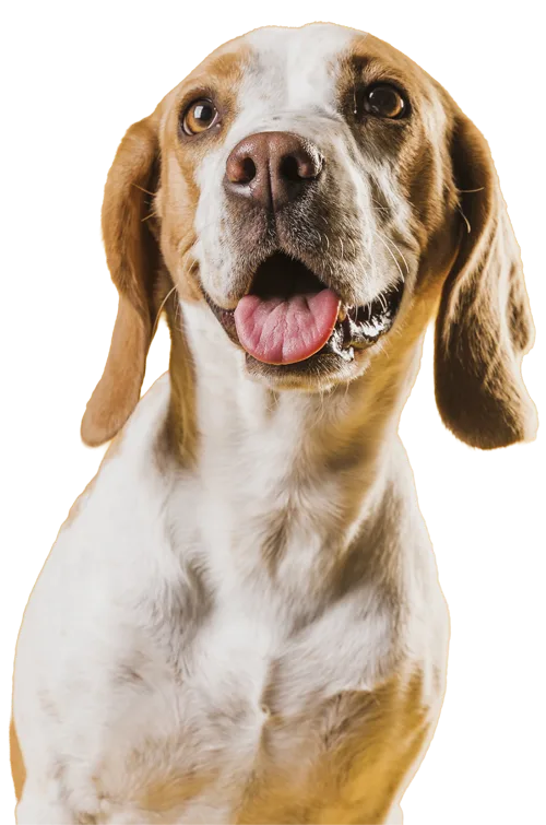 Perro mirando a cámara con la lengua fuera