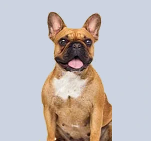Perro agresivo o reactivo